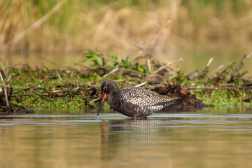 Spotted redshank (Tringa erythropus) searching for food and feeding in shallow water