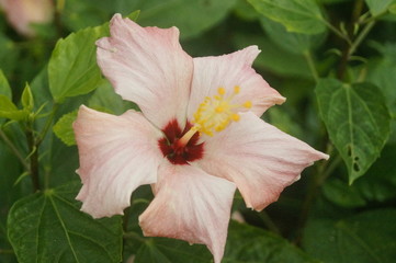 Fototapeta na wymiar hibiscus