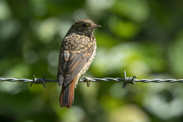 Redstart Perched