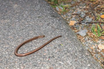 Nahaufnahme einer Blindschleiche (Anguis fragilis) auf einer Straße und am Straßenrand,...