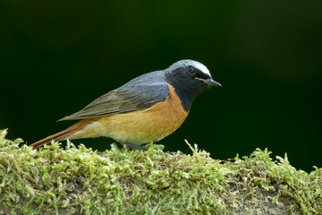 Redstart Perched