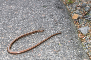 Nahaufnahme einer Blindschleiche (Anguis fragilis) auf einer Straße und am Straßenrand, Deutschland