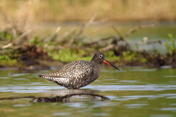 Spotted redshank (Tringa erythropus) searching for food and feeding in shallow water