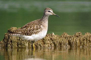 Wood sandpiper (Tringa glareola), a small wader, eurasian smallest shank, mid-sized long-legged waders of the family Scolopacidae. 