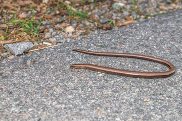 Nahaufnahme einer Blindschleiche (Anguis fragilis) auf einer Straße und am Straßenrand, Deutschland