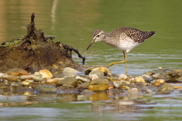Wood sandpiper (Tringa glareola), a small wader, eurasian smallest shank, mid-sized long-legged waders of the family Scolopacidae. 