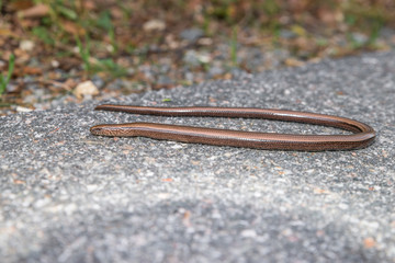 Nahaufnahme einer Blindschleiche (Anguis fragilis) auf einer Straße und am Straßenrand, Deutschland