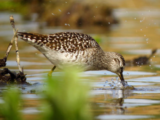 Wood sandpiper (Tringa glareola), a small wader, eurasian smallest shank, mid-sized long-legged waders of the family Scolopacidae. 