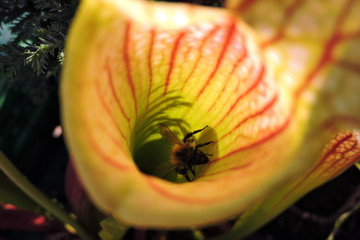 A close-up of a bee trapped inside a sarracenia pitcher