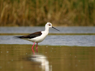 Black-winged stilt (Himantopus himantopus) very long legged wader in the avocet and stilt family (Recurvirostridae), documentary photo of black winged stilt 