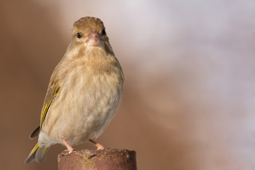 European greenfinch (Chloris chloris, Carduelis chloris) female bird,small sparrow like passerine bird in the finch family Fringillidae.