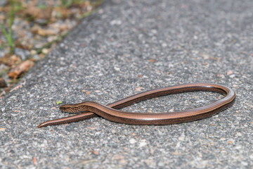 Nahaufnahme einer Blindschleiche (Anguis fragilis) auf einer Straße und am Straßenrand, Deutschland