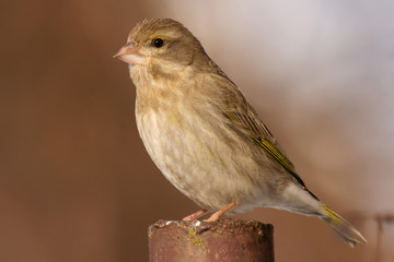 European greenfinch (Chloris chloris, Carduelis chloris) female bird,small sparrow like passerine bird in the finch family Fringillidae.