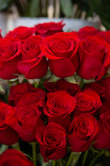 Bouquet with flower blossom. Floral background. Shallow depth photo. Soft toned colors.