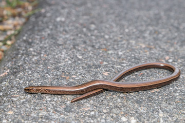 Nahaufnahme einer Blindschleiche (Anguis fragilis) auf einer Straße und am Straßenrand,...