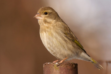 European greenfinch (Chloris chloris, Carduelis chloris) female bird,small sparrow like passerine bird in the finch family Fringillidae.