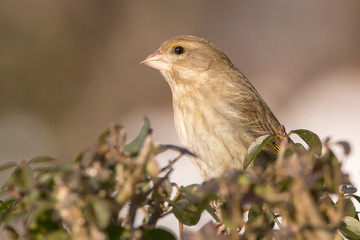 European greenfinch (Chloris chloris, Carduelis chloris) female bird,small sparrow like passerine...