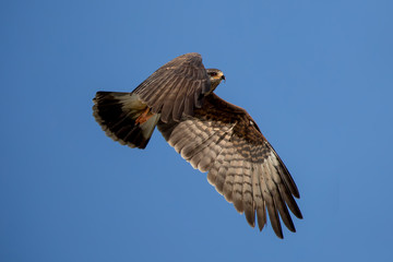 Snail Kite Female Flying