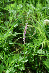 Spiranthes sinensis - It is called 