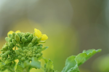 咲き始めの菜の花のアップ1