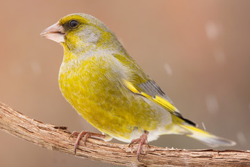 European greenfinch (Chloris chloris, Carduelis chloris) male bird, small sparrow like passerine bird in the finch family Fringillidae.