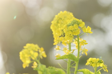夕暮れ時の菜の花