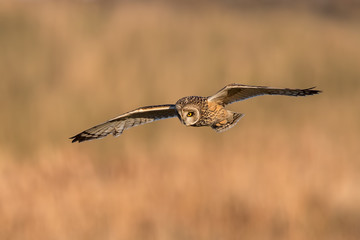 Short-Eared Owl Flying