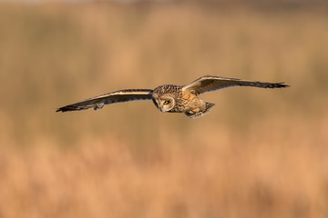 Short-Eared Owl Flying