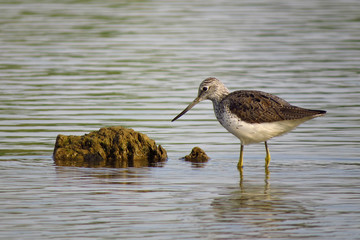 Common greenshank (Tringa nebularia) a wader shorebird in family Scolopacidae, typical waders. Green sandpiper in shallow water at Drava river shore
