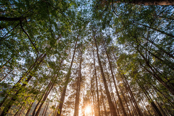 forest trees. nature green wood sunlight backgrounds.