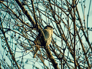  Winter Sparrow sitting on branches in the sun