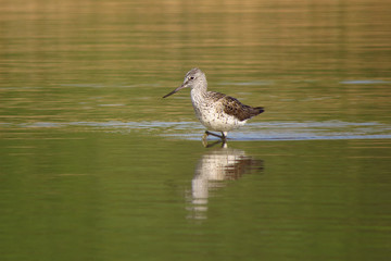 Common greenshank (Tringa nebularia) a wader shorebird in family Scolopacidae, typical waders. Green sandpiper in shallow water at Drava river shore