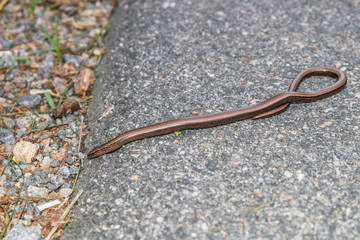 Nahaufnahme einer Blindschleiche (Anguis fragilis) auf einer Straße und am Straßenrand, Deutschland