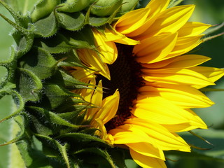 Bl&uuml;te der Sonnenblume mit gr&uuml;nen Aussenbl&auml;ttern