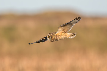 Short-Eared Owl Flying