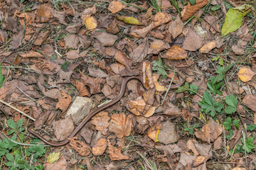Nahaufnahme einer Blindschleiche (Anguis fragilis) auf einem Laubboden im Wald, Deutschland