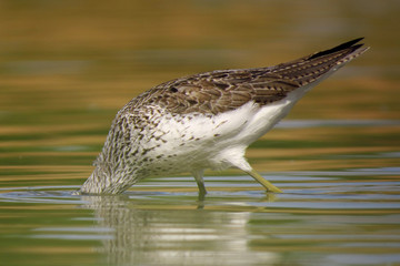 Common greenshank (Tringa nebularia) a wader shorebird in family Scolopacidae, typical waders. Green sandpiper in shallow water at Drava river shore
