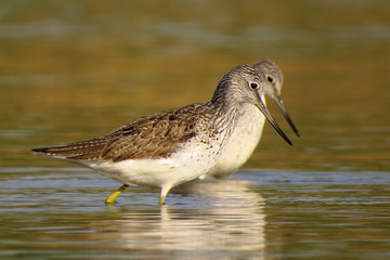 Common greenshank (Tringa nebularia) a wader shorebird in family Scolopacidae, typical waders. Green sandpiper in shallow water at Drava river shore