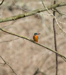 Kingfisher (Alcedo atthis) also known as 