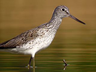 Common greenshank (Tringa nebularia) a wader shorebird in family Scolopacidae, typical waders. Green sandpiper in shallow water at Drava river shore