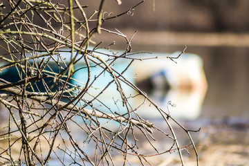 Branches over the water in front of the mooring boat 