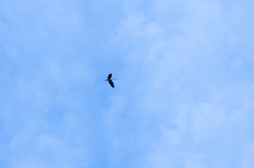 Naklejka na ściany i meble Single Egret bird flying against beautiful blue morning sky