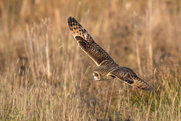 Short-Eared Owl Flying