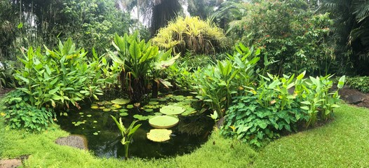 Tropical rain forest lake with platns