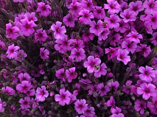 Pink flowers in garden