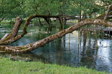 Rzeka Pliva © Miroslaw