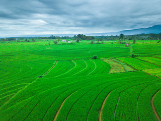 indonesia aerial view of rice fields with cloudy morning