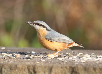 Kleiber,Vogel,bird,park,natur