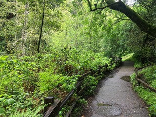 Green shrubs and trees in the forest with path