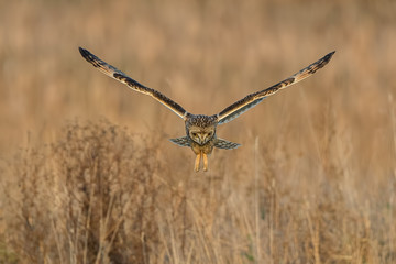 Short-Eared Owl Flying